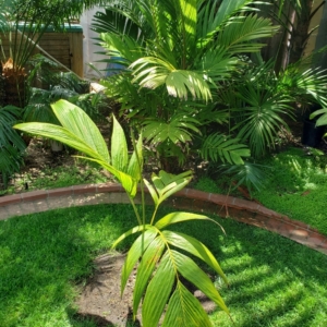 Pinanga javana zone 10b coastal San Diego