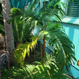 Pinanga philipinensis