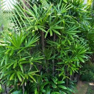 Rhapis excelsa var. dwarf planted 1990 zone 10b coastal San Diego