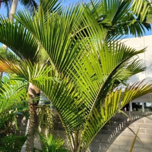 Rhopalostylis bauri zone 10b coastal San Diego