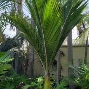 Rhopalostylis sapida zone 10b coastal San Diego