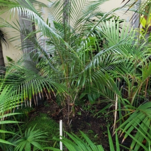 Syagrus weddellianum zone 10b coastal San Diego