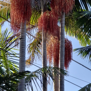 Archontophoenix cunninghamiana inflorescence zone 10b coastal San Diego