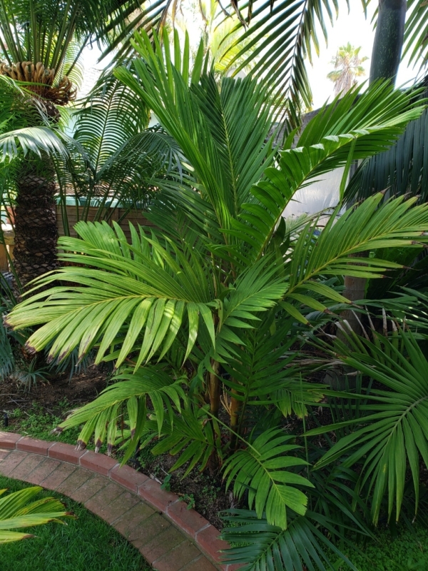 Pinanga coronata