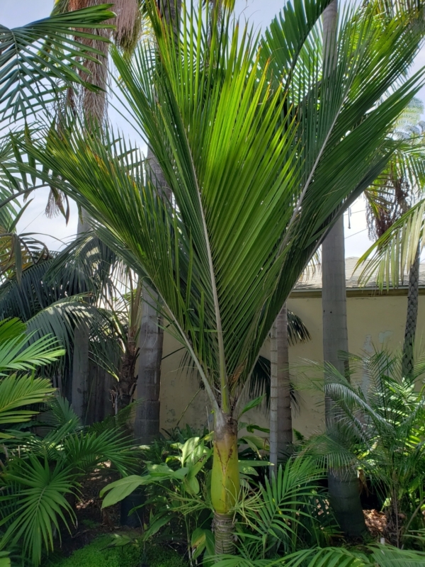 Rhopalostylis sapida