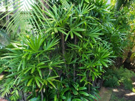 Rhapis excelsa