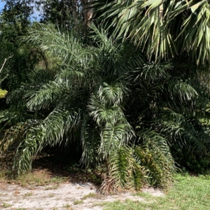 Sea shore palm