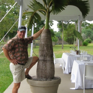 Bottle Palm