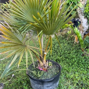 Copernicia baileyana