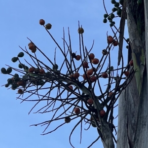 Mature & ripe seeds of Critically Endangered, Hyophorbe indica, blue