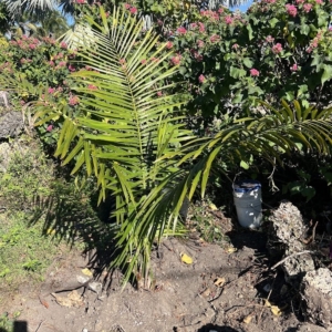 Attalea crassispatha, Critically Endangered with (EW) extinction expected