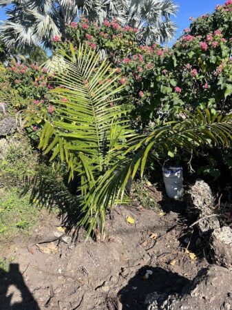 Attalea crassispatha