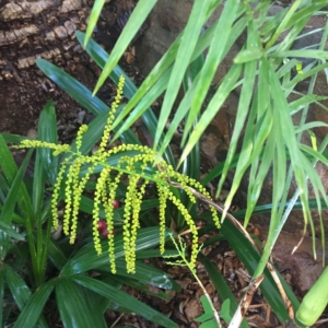 Chamaedorea plumosa