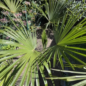 Personal Garden