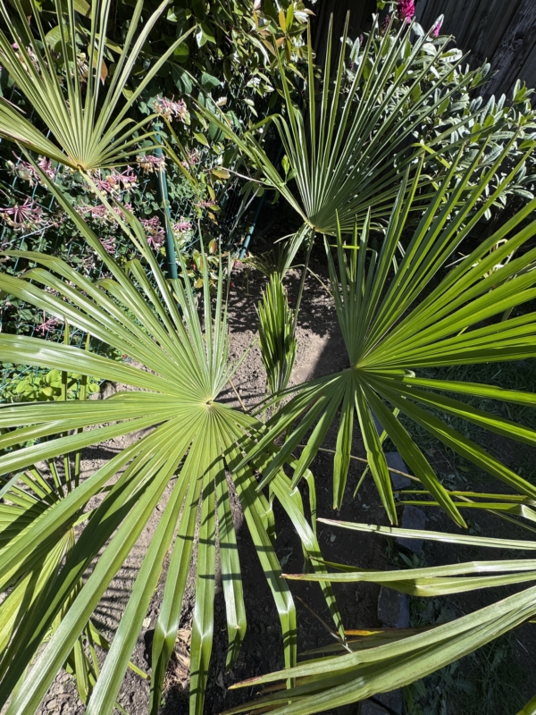 Trachycarpus nov. ssp. (Nova)