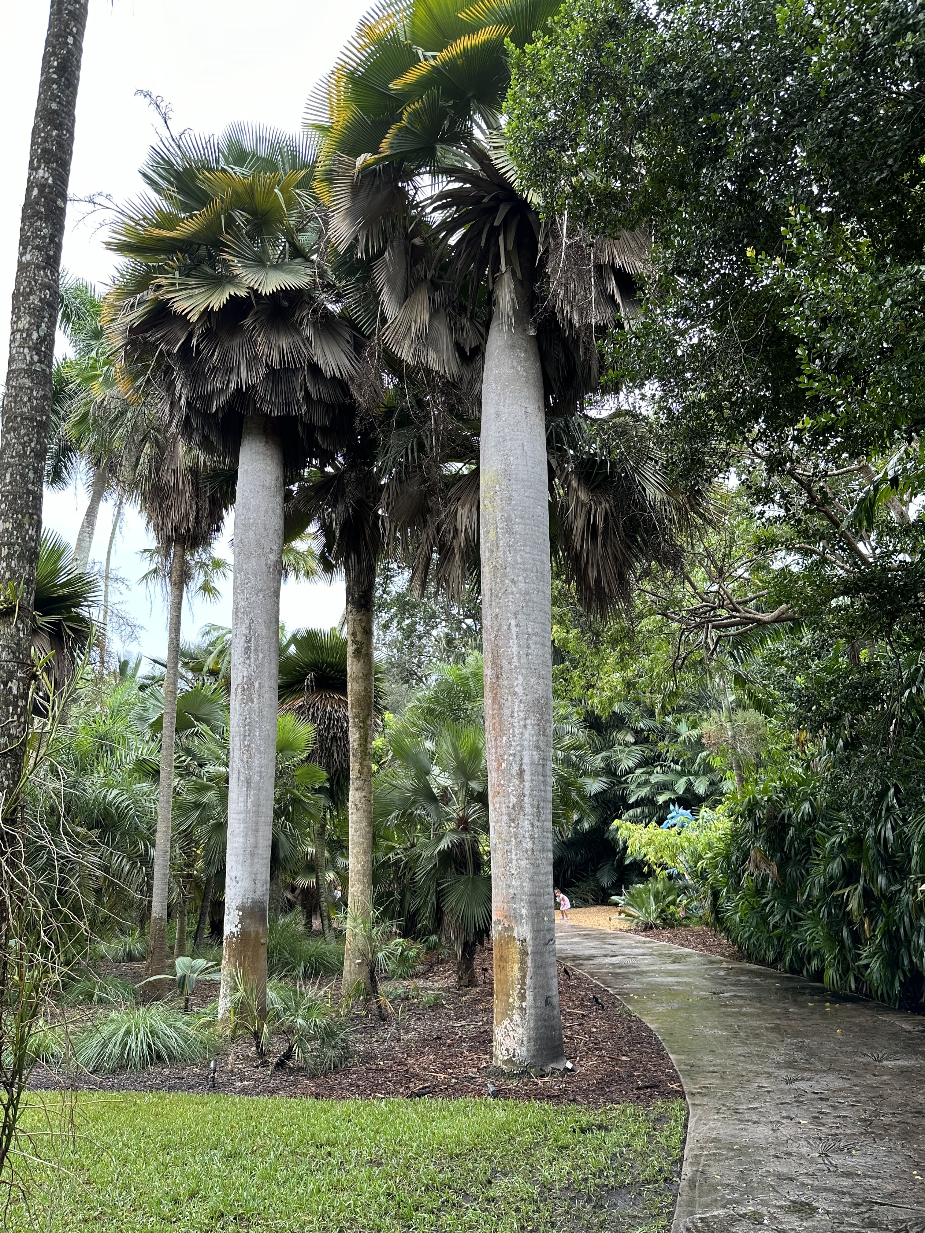 Copernicia baileyana
