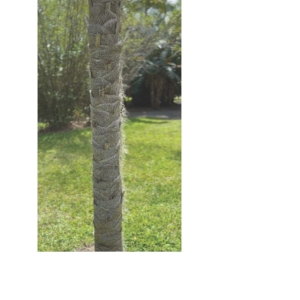 Coccothrinax macroglossa tree trunk