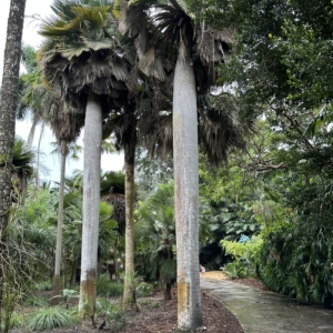 Copernicia baileyana FTBG 2023