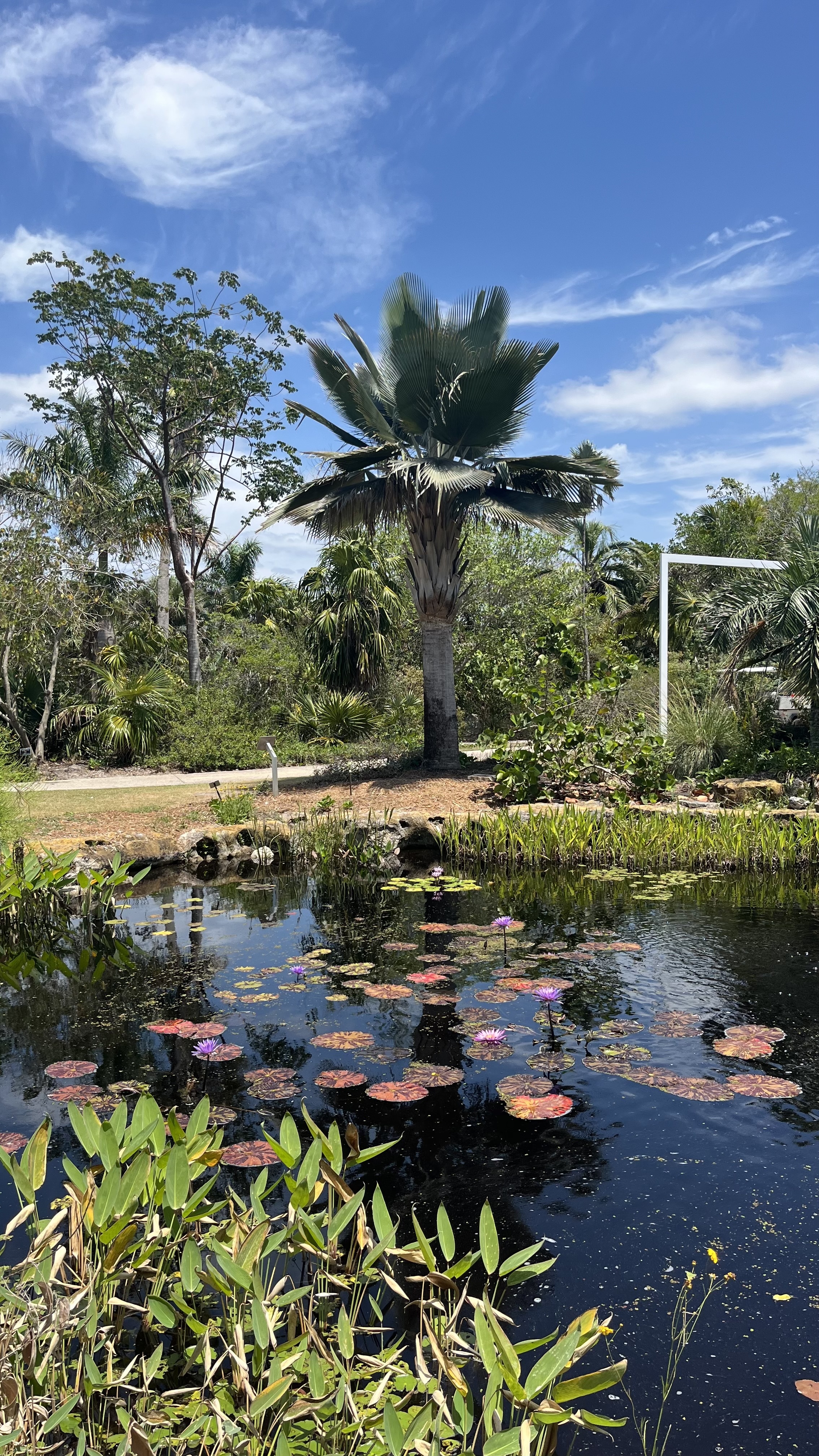 Copernicia fallaensis