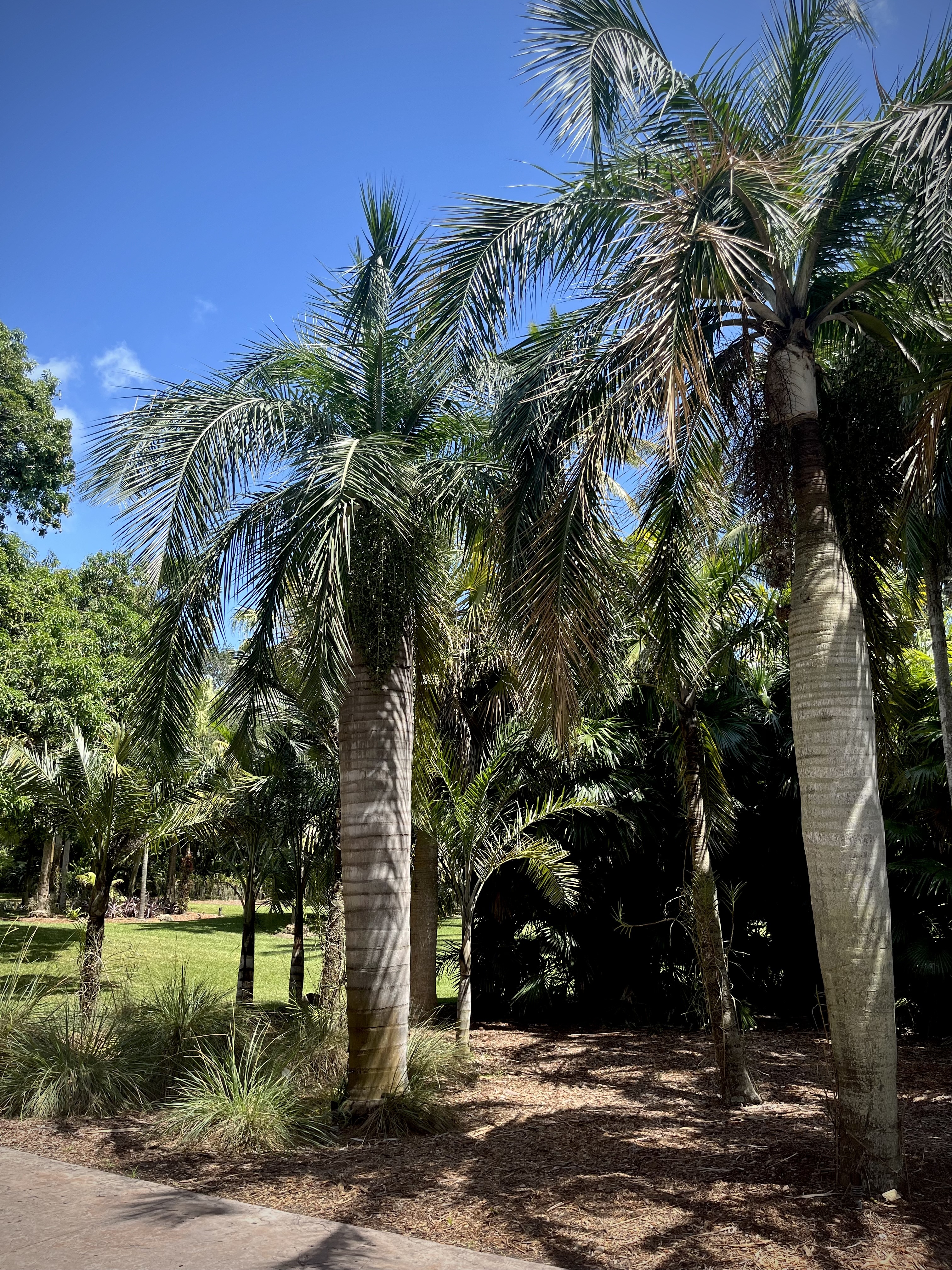 Pseudophoenix vinifera