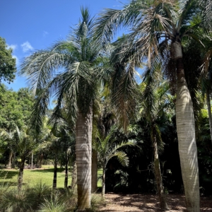 Fairchild Miami
