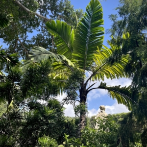 Viscaya garden Miami