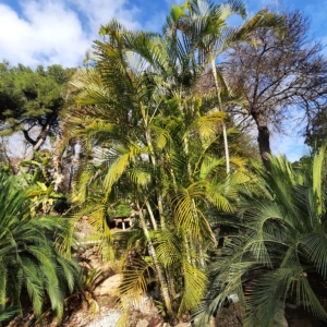 Dypsis lutescens