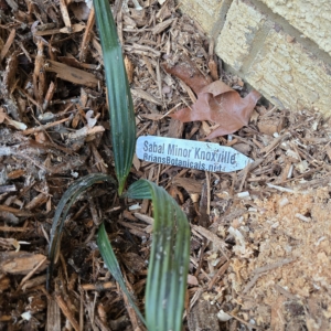 Wisconsin zone 5b. Survives 1st winter.