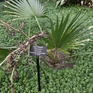 Gpc palm house