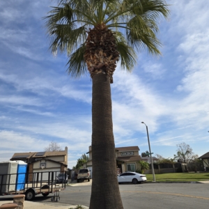California Fan Palm