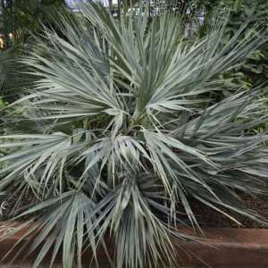 Garfield Park Conservatory