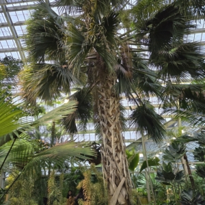 Gpc palm house
