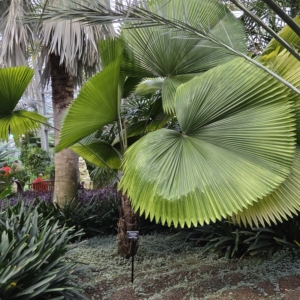 GPC Palm House