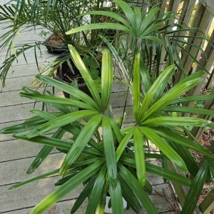 Lady Palm