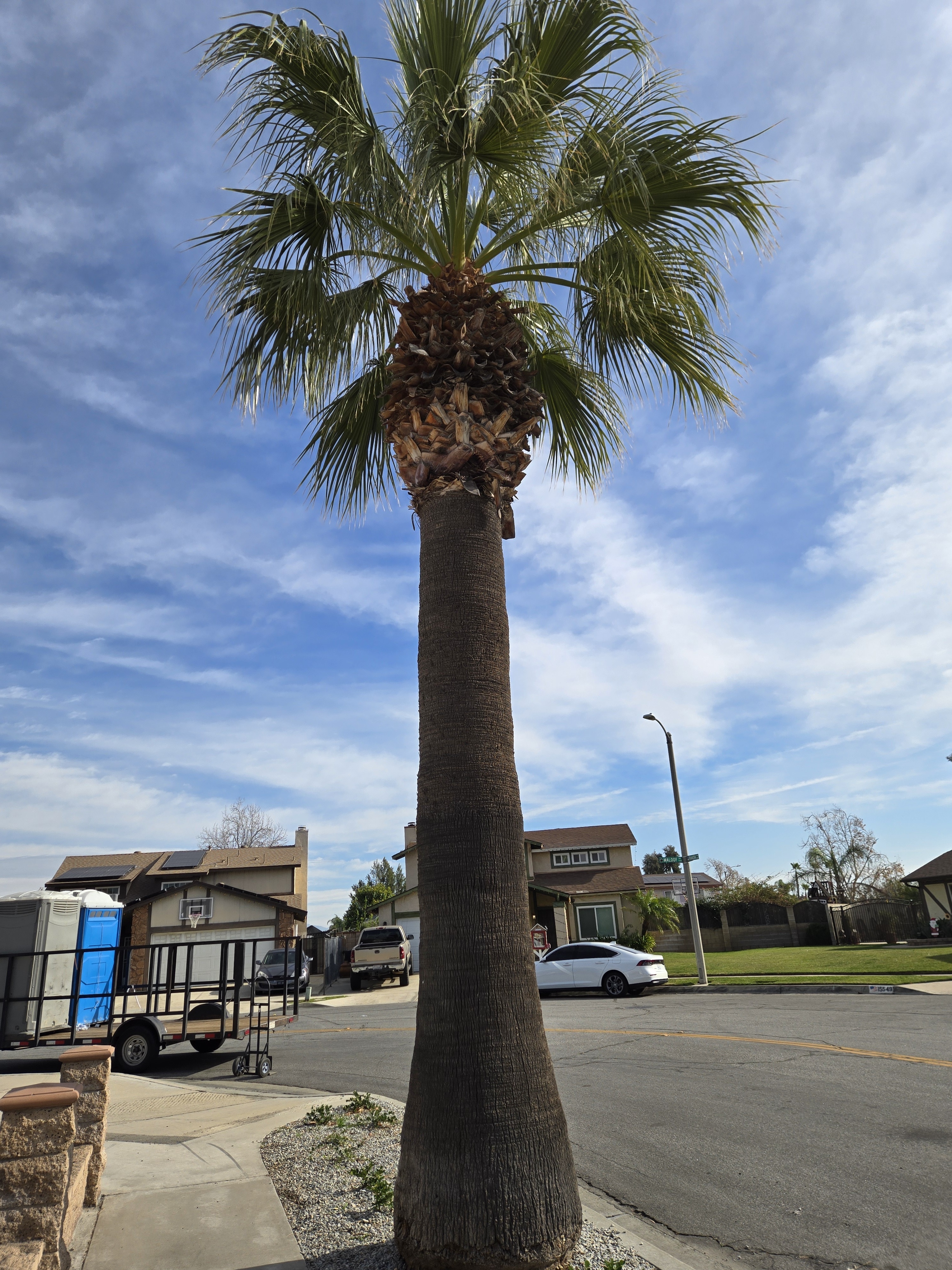 Washingtonia filifera