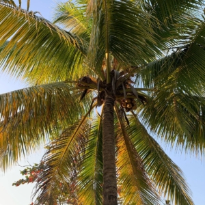 Cocos Nucifera