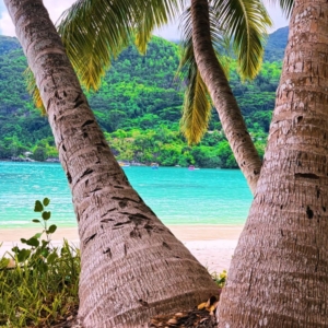 Cocos Nucifera