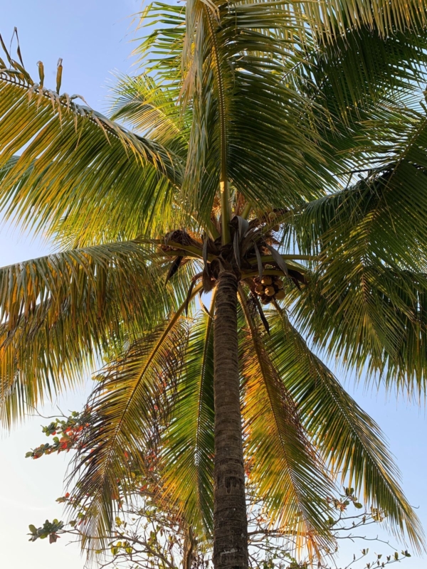 Cocos nucifera