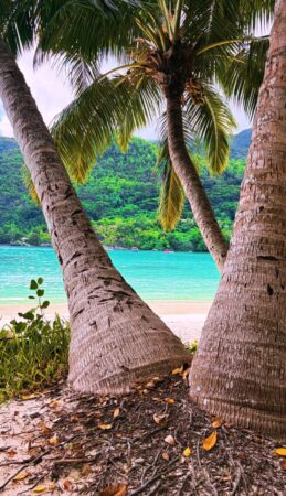 Cocos nucifera