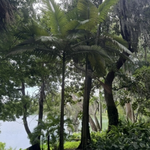 Walsh river palm