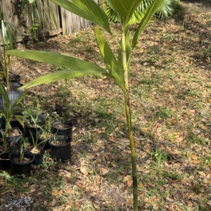 Dypsis procera