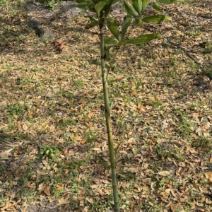 dypsis maroantsetra