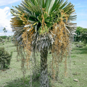 Copernicia cowelli