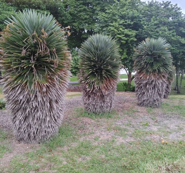 Hemithrinax ekmaniana