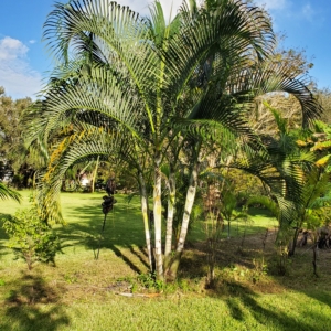 Dypsis sp. lafazamanga