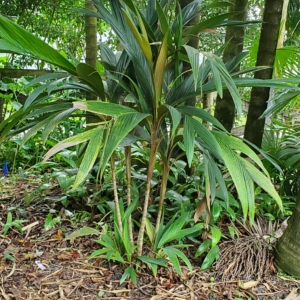 Calyptrocalyx hollrungii