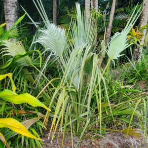 Copernicia curtissii silver