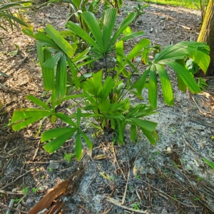 Lanonia dasyantha