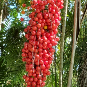 Seeds