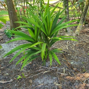 Calyptrocalyx yamutumene